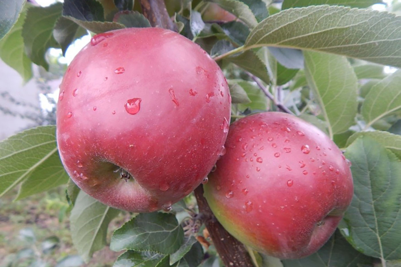 Яблоня