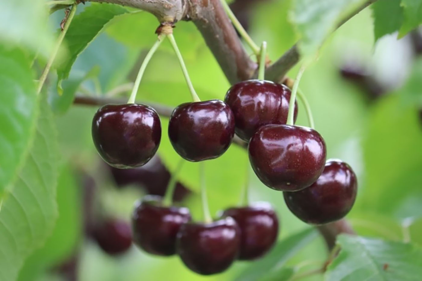 Черешня