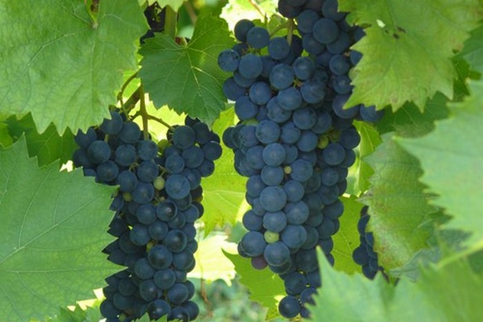 Виноград