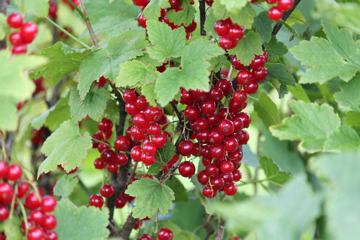 Смородина красная