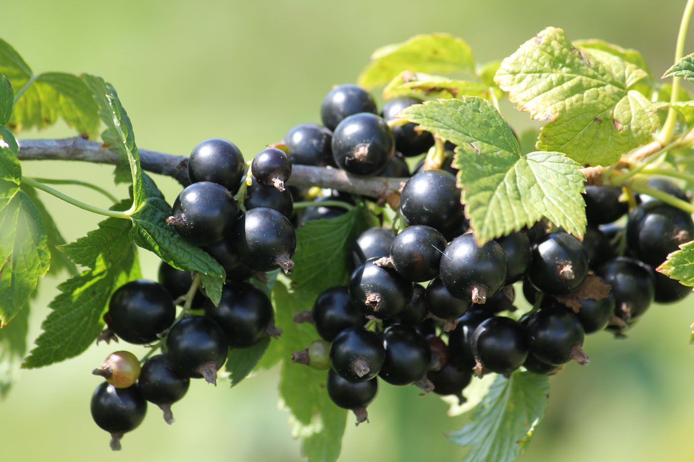 Смородина чёрная