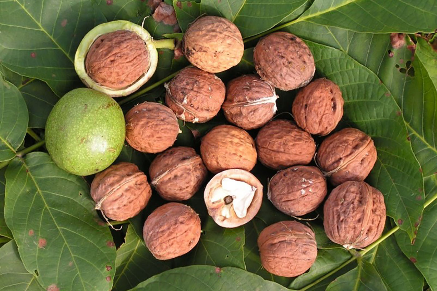 Орех грецкий